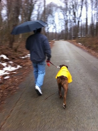 Bruno the Boxer in a raincoat being walked by a guy