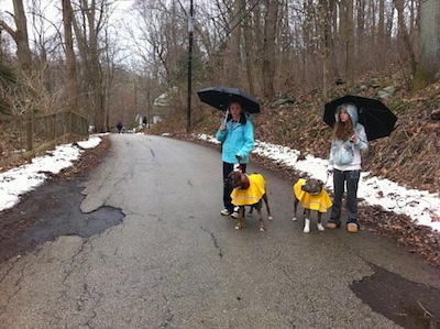 Bruno the Boxer and Spencer the Pit Bull Terrier dogs wearing raincoats standing with a couple of girls on a paved walking trail
