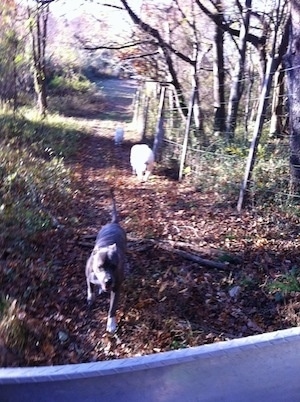 Spencer the Pitbull Terrier and Tundra and Tacoma following the cart down a path