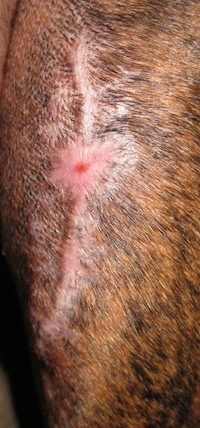 Close Up - Bruno the Boxer Incision wound 37 days later