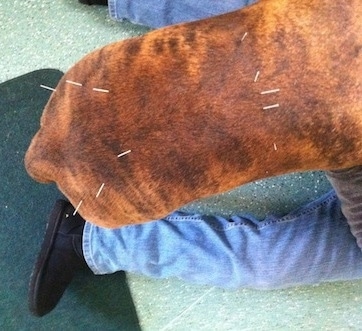 Bruno the Boxer, standing in between a persons legs, with acupuncture needles in his back and hips