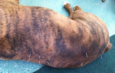 Acupuncture needles in the back and hip of Bruno the Boxer