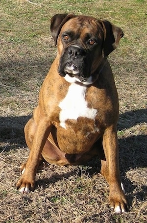 Bruno the Boxer outside sitting in grass