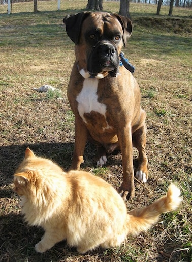 Bruno the Boxer sitting outside with a long haired orange cat in front of him