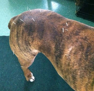 Bruno has Acupuncture needles in his back and hip