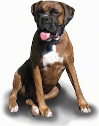 Bruno the Boxer as an adult photoshopped onto a white backdrop