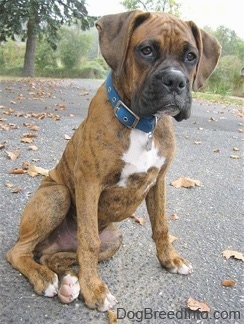 A brown brindle Boxer is sitting on a black top surface and he is looking forward.