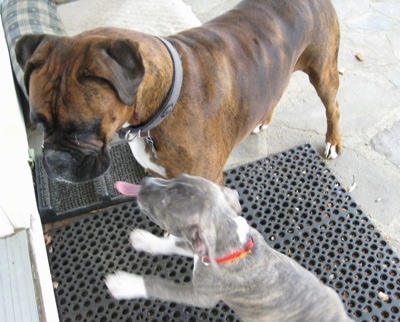 Spencer the Pit Bull Terrier jumping at Bruno the Boxer to lick his face