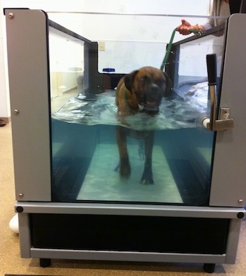 Bruno the Boxer walking in the underwater treadmill with a person holding a green leash which is attached to his collar