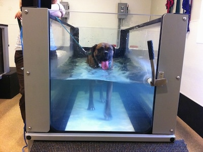 Bruno the Boxer walking in the underwater treadmill