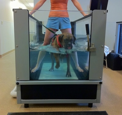 Bruno the Boxer walking in the underwater treadmill and drinking the water with the therapist over top of him who is also in the water