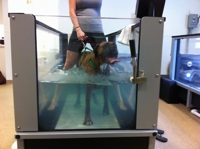 Bruno the Boxer walking in the underwater treadmill with the therapist over top of him