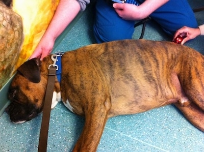 Bruno the Boxer laying on the floor, having his hips treated with a laser