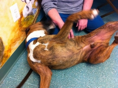 Bruno the Boxer rolled over licking the vet tech belly up