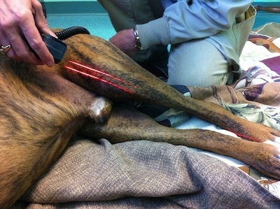 Bruno the Boxer having his knee treated with a laser
