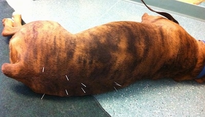 Bruno the Boxer laying on his side with acupunture needles in his hips and back