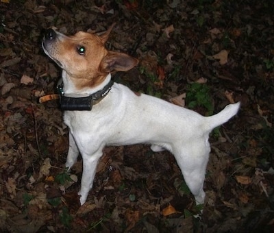 The left side of a white with brown Buckley Mountain Feist that is standing outside on grass with a bunch of leaves and it is looking up.