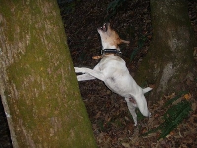 The left side of a white with brown Buckley Mountain Feist that is standing against a tree and it is barking.