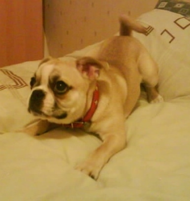 Dolly the Buggs puppy wearing a red collar laying on a white human's bed play bowing