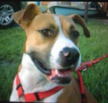 Close Up - The front left side of a tan with white and black Bullboxer Pit that is wearing a harness, sitting in grass, its mouth is open, its head is turned to the right, but it is looking forward.