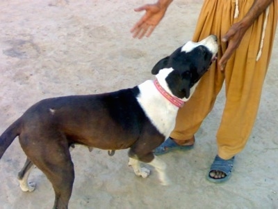 A brown and white Pakistani Mastiff is standing on a concrete surface and walking up to a person in gold pants and blue sandals and sniffing them.