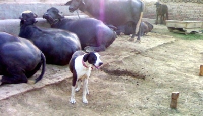 A brown and white Pakistani Mastiff is standing in dirt and behind it is a line of laying and standing cattle.