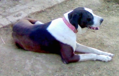 Side view - a brown and white Pakistani Mastiff is laying down in dirt looking to the right. Its mouth is open and its tongue is slightly open. There is a brick walkway behind it.