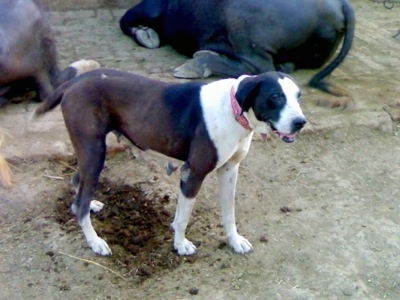 Front side view - A brown and white Pakistani Mastiff is standing on a concrete surface and it is looking forward. There are two cows laying down behind it.