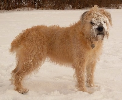 Izzie the Bully Wheaten outside in the snow with snow stuck to her face