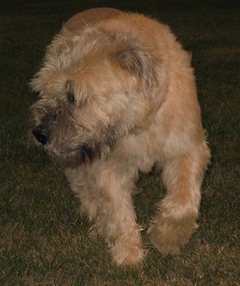 Izzie the Bully Wheaten trotting along the grass