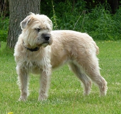 Izzie the Bully Wheaten standing outside looking into the distance