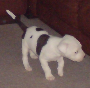 Sirus the Bullypit puppy walking across the floor