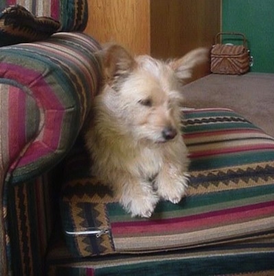 Foxie the Cairn Corgi laying on a green, maroon, and tan striped ottoman which is next to a matching chair