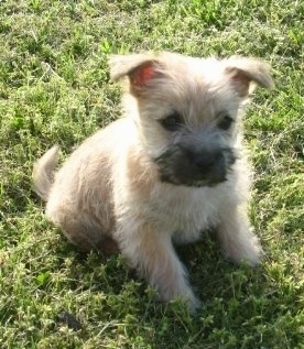 Harper the Cairn Terrier puppy is sitting outside in grass and looking forward