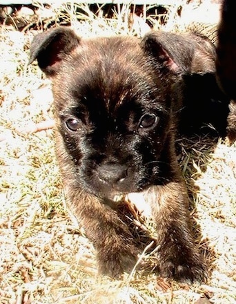 Close Up - Dark brindle Cairoston Puppy laying outside and looking at the camera holder
