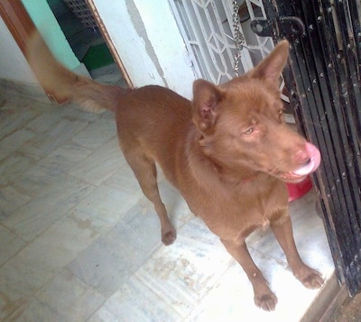 Taffy the chocolage Canaan dog is standing in a doorway on a tiled floor and licking its nose