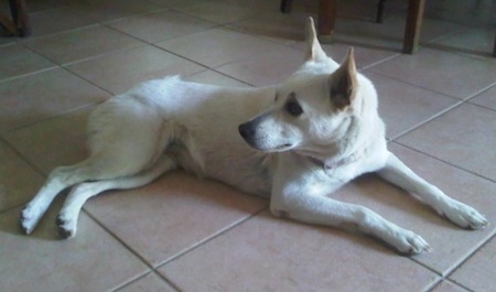 Lola the white Canaan Dog is laying on a white tiled floor and looking back behind her
