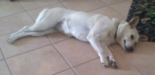 Lola the white Canaan Dog is laying down with her head on a throw rug and her body on a white tiled floor