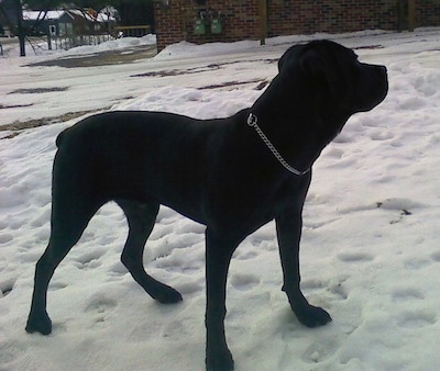Rupe the Cane Corso Italiano puppy is standing in snow and looking to the right