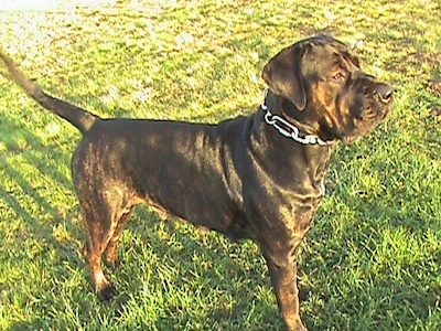 Remy Martin the dark brown brindle Cane Corso is wearing a thick chain link collar standing outside and looking to the right