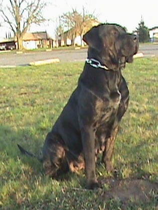 Remy Martin the dark brindle Cane Corso is wearing a thick chain link collar and sitting outside and there is a parking lot behind it
