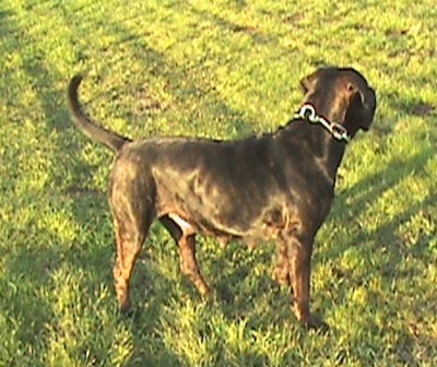 Right Profile - Remy Martin the brown brindle Cane Corso is wearing a thick chain link collar and standing outside in grass