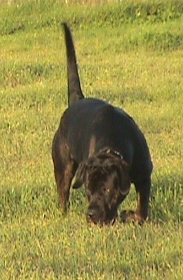 Remy Martin the Cane Corso is sniffing around outside with its tail up in the air