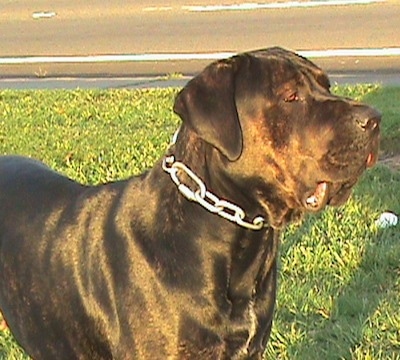 Remy Martin the Cane Corso is wearing a thick chain link collar and standing outside and there is a street behind him