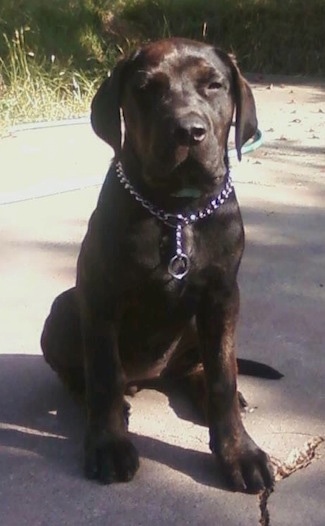 Remy Martin the Cane Corso as a puppy wearing a choke chain collar and sitting outside and looking towards the camera