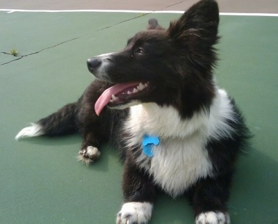 Dyson the fluffy Cardigan Corgi is laying on a basketball court and looking to the left with its mouth open and tongue out