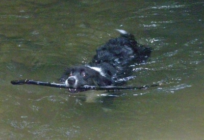 Dyson the fluffy Cardigan Corgi is swimming in a body of water with a stick in its mouth
