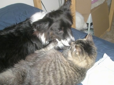 Dyson the fluffy Cardigan Corgi is laying on a bed with a cat named Felix. Dyson's Nose is in the face of Felix the Cat