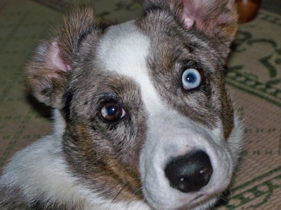 Close Up - Scout the Cardigan Welsh Corgi is sitting on a rug and one of its ears are flipped to the back