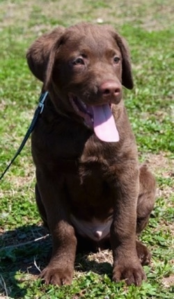 Drake the Chesapeake Bay Retriever puppy is sitting in a grassy field and its mouth is open and its tongue is out